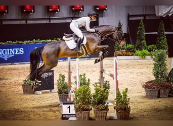 Warmblood suizo, Caballo castrado, 13 años, 175 cm, Castaño oscuro