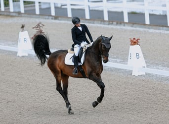 Warmblood suizo, Caballo castrado, 13 años, 175 cm, Castaño oscuro