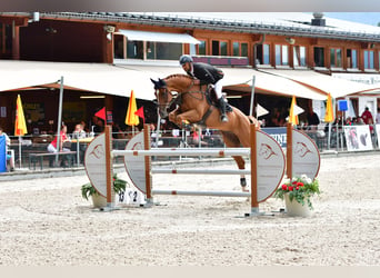 Warmblood suizo, Caballo castrado, 13 años, Alazán