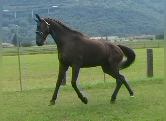 Warmblood suizo, Caballo castrado, 14 años, 164 cm, Castaño