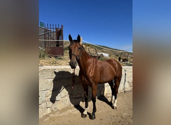 Warmblood suizo, Caballo castrado, 14 años, 170 cm, Castaño