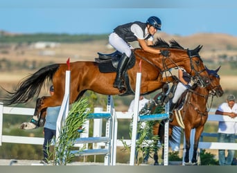 Warmblood suizo, Caballo castrado, 14 años, 170 cm, Castaño
