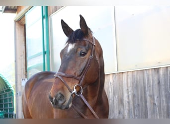 Warmblood suizo, Caballo castrado, 14 años, 184 cm, Castaño oscuro