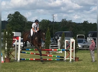 Warmblood suizo, Caballo castrado, 14 años, 184 cm, Castaño oscuro