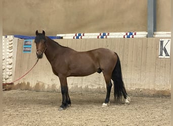 Warmblood suizo, Caballo castrado, 15 años, 141 cm, Castaño