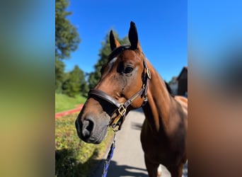Warmblood suizo, Caballo castrado, 15 años, 165 cm, Castaño