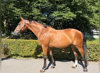 Warmblood suizo, Caballo castrado, 15 años, 165 cm, Castaño