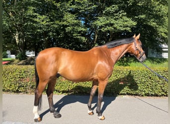 Warmblood suizo, Caballo castrado, 15 años, 165 cm, Castaño