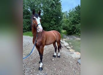 Warmblood suizo, Caballo castrado, 15 años, 165 cm, Castaño