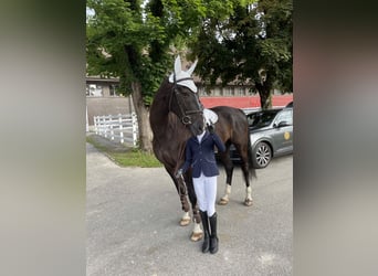 Warmblood suizo, Caballo castrado, 15 años, 178 cm, Castaño oscuro