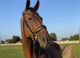 Warmblood suizo, Caballo castrado, 17 años, 172 cm, Castaño