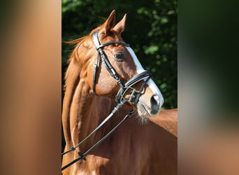 Warmblood suizo, Caballo castrado, 18 años, 164 cm, Alazán