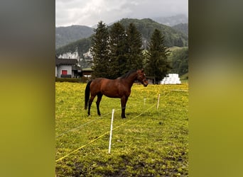 Warmblood suizo, Caballo castrado, 18 años, 165 cm, Castaño