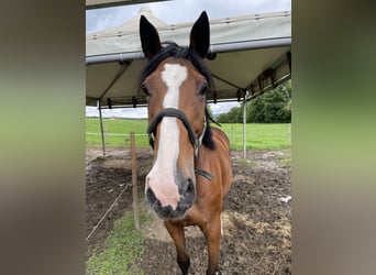 Warmblood suizo, Caballo castrado, 21 años, 170 cm, Castaño