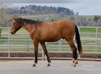 Warmblood suizo, Caballo castrado, 2 años, 160 cm, Castaño