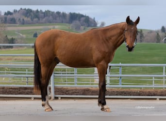 Warmblood suizo, Caballo castrado, 2 años, 160 cm, Castaño