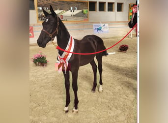 Warmblood suizo, Caballo castrado, 2 años, 168 cm, Castaño oscuro