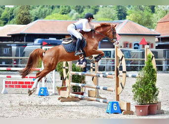 Warmblood suizo, Caballo castrado, 2 años, Castaño