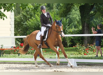 Warmblood suizo, Caballo castrado, 2 años, Castaño