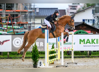 Warmblood suizo, Caballo castrado, 2 años, Castaño