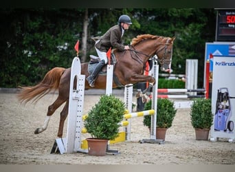 Warmblood suizo, Caballo castrado, 2 años, Castaño