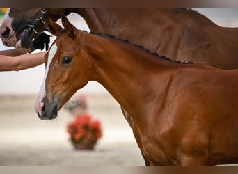 Warmblood suizo, Caballo castrado, 2 años, Castaño