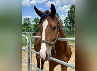 Warmblood suizo, Caballo castrado, 2 años, Castaño