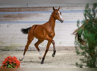 Warmblood suizo, Caballo castrado, 2 años, Castaño