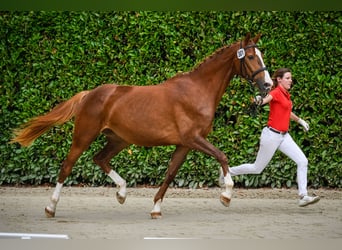 Warmblood suizo, Caballo castrado, 2 años, Castaño