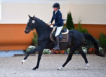 Warmblood suizo, Caballo castrado, 3 años, 168 cm, Castaño oscuro