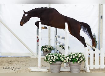 Warmblood suizo, Caballo castrado, 3 años, 168 cm, Castaño oscuro