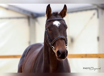 Warmblood suizo, Caballo castrado, 3 años, 168 cm, Castaño oscuro