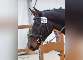 Warmblood suizo, Caballo castrado, 3 años, 168 cm, Castaño oscuro