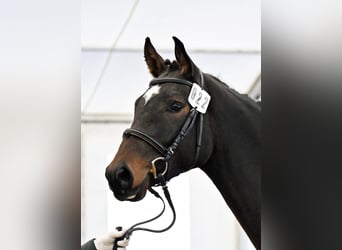 Warmblood suizo, Caballo castrado, 3 años, 168 cm, Castaño oscuro