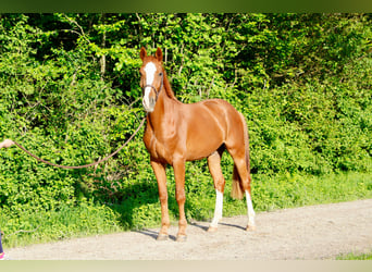 Warmblood suizo, Caballo castrado, 3 años, 170 cm, Alazán