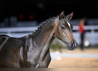 Warmblood suizo, Caballo castrado, 3 años, 170 cm, Castaño oscuro