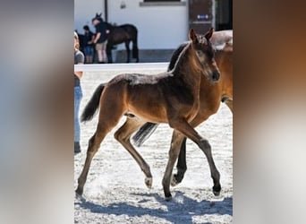 Warmblood suizo, Caballo castrado, 3 años, Castaño oscuro