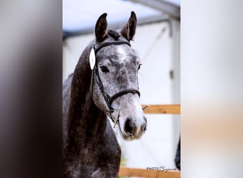 Warmblood suizo, Caballo castrado, 4 años, 165 cm, Tordo