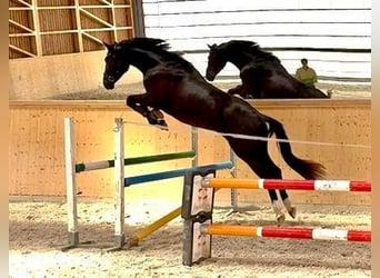 Warmblood suizo, Caballo castrado, 4 años, 166 cm, Negro