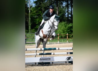Warmblood suizo, Caballo castrado, 4 años, 166 cm, Tordo