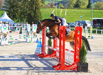 Warmblood suizo, Caballo castrado, 4 años, 169 cm, Castaño