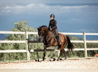 Warmblood suizo, Caballo castrado, 4 años, 169 cm, Castaño oscuro