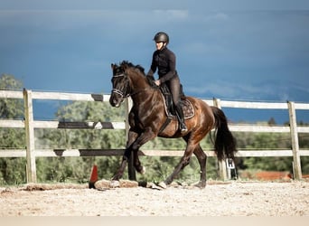 Warmblood suizo, Caballo castrado, 4 años, 169 cm, Castaño oscuro