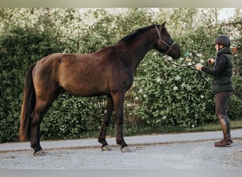 Warmblood suizo, Caballo castrado, 4 años, 169 cm, Castaño oscuro