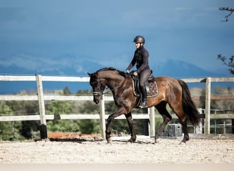 Warmblood suizo, Caballo castrado, 4 años, 169 cm, Castaño oscuro