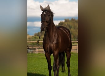 Warmblood suizo, Caballo castrado, 4 años, 171 cm, Castaño oscuro