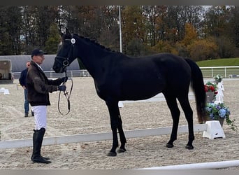 Warmblood suizo, Caballo castrado, 4 años, 171 cm, Castaño oscuro