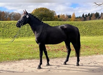 Warmblood suizo, Caballo castrado, 4 años, 171 cm, Castaño oscuro