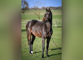 Warmblood suizo, Caballo castrado, 4 años, 173 cm, Castaño oscuro