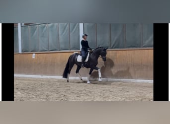 Warmblood suizo, Caballo castrado, 4 años, 173 cm, Negro